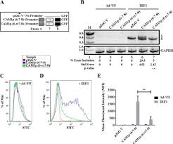 How to fix roblox error code 279 id=17 failure solved. Interferon Regulatory Factor 1 And A Variant Of Heterogeneous Nuclear Ribonucleoprotein L Coordinately Silence The Gene For Adhesion Protein Ceacam1 Journal Of Biological Chemistry