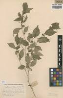 Image result for Erythrococca trichogyne