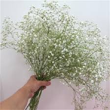 Some have a creeping growth habit, forming an attractive flowering ground cover.and others grow in more upright and contained mounds with extensive branching. Here Is What You Need To Know About Gypsophila Flowers Baby S Breath Its Not What You Think Eagle Link Flowers