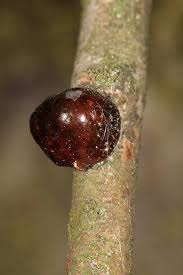 Image result for puklice švestková obrázek