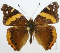 Image result for Emilia abyssinica