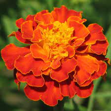 Marigold Flower For October And The Traditional Flower For Dia De Los Muertos Marigold Flower October Flowers