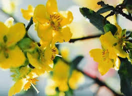 Image result for Ochna