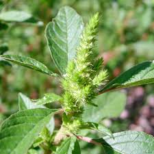 Image result for Amaranthus praetermissus