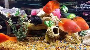 Blood Parrot Cichlid And Tank Mates Youtube