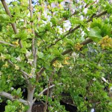 Image result for Coddia rudis