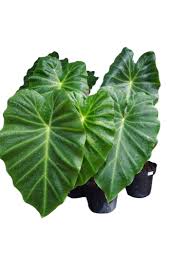 Image result for Remusatia