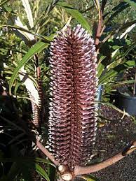 Banksia Flower Juice Best Flower Wallpaper