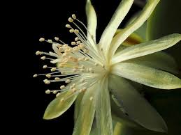 In my pictures i have a few cactus and succulents that i have not been able to f. Events Central Oklahoma Cactus Succulent Society