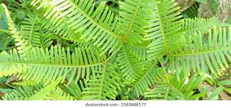 Image result for Dicranopteris elegantula