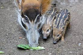 It was known as riverdale zoo and showed animals for the enjoyment of people in cramped conditions. The 5 Cutest Baby Animals At The Toronto Zoo Right Now