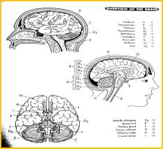 When you get on the site. Staggering Anatomy Coloring Sheets Dialogueeurope