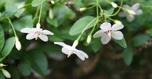 We did not find results for: Ciri Ciri Pohon Anting Putri Wrightia Religiosa Di Alam Liar Ciriciripohon Com