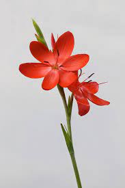 Hesperantha Coccinea Wikipedia Beautiful Flowers Flowers For Algernon Planting Flowers