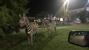 For example, stripes on a zebra's back may help thermoregulate, whereas stripes on the animal's legs — where zebras are more likely to get bitten by. Zebras Spotted Grazing In New Orleans Wwltv Com