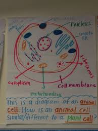 Check spelling or type a new query. Protected Blog Log In Science Anchor Charts Science Cells Plant And Animal Cells