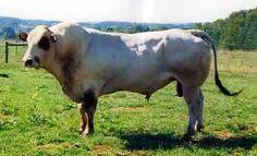 Piemontese or razza bovina piemontese. 8 Piedmontese Ideas Cattle Cow Animals