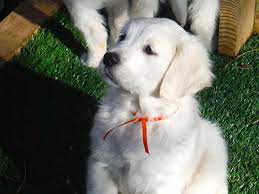 Some irresponsible person decided not to have their dog spayed and ended up with the some very adorable puppies they don't want. Calm And Confident English Cream Golden Retriever Puppies Training Canines