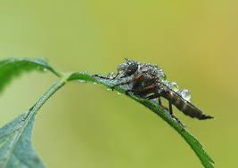 Nasses Bett Foto Bild Tiere Wildlife Insekten Bilder Auf Fotocommunity