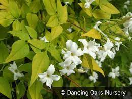 Jasminum Officinale Fiona Sunrise Hardy Golden Jasmine Jasmine Plant Fragrant Flowers Plants