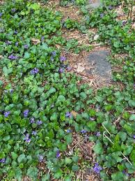 Violets Are Blue… - Nature Center at Greenburgh