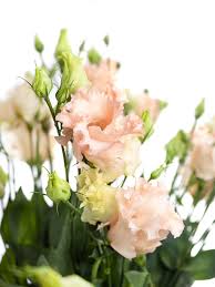 Lisianthus Eustoma Falda Apricot Apricote Creme Beliebte Blumen Aprikose Hochzeit Und Blumen