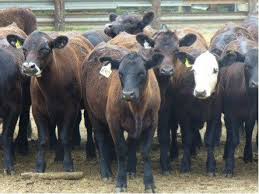 Black Angus Calves For Sale Near Me Grouping Calves For Sale Good Idea Or Bad Raising Cattle Farm Animals