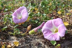 Image result for Digitaria appropinquata