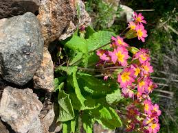 Maybe you would like to learn more about one of these? Emily Dickinson S Flower