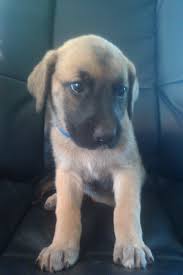 Feel free to browse hundreds of active classified puppy for sale listings, from dog breeders in pa and the surrounding areas. German Shepherd Puppies For Sale Near Me Under 300 Dollars Pets Lovers