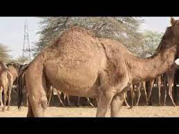 Bella thorne faces backlash for her $2m payday. How The Camel Got His Hump Youtube