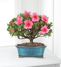 Scegli la consegna gratis per riparmiare di più. Azalea Bonsai Tree Next Day Delivery At 800florals Com