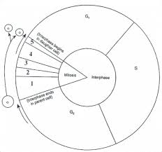 Cell Cycle Diagram Worksheet Cell Cycle Biology Activity Teaching Biology