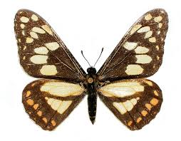 Image result for Disa brevicornis