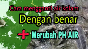 Begini Cara Mengganti Air Kolam Ikan Gurame Kolam Terpal Youtube
