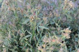 Image result for Stylosanthes