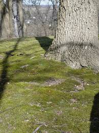 Maybe you would like to learn more about one of these? Moss Overtaking Grass Pennlive Com