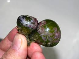 At full growth, a single unit can be as large as a tennis ball. Popping Bubble Algae Let S Settle This Once And For All Reef2reef Saltwater And Reef Aquarium Forum