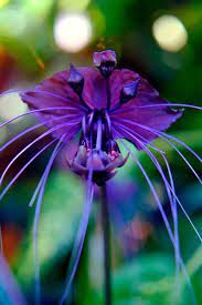 Maybe you would like to learn more about one of these? Pin On Color In Nature Flowers Plants