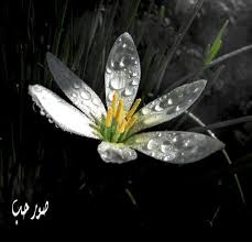 خلفيات تويتر طبيعية حلوة صور قطرات الندى لتويتر اجمل الصور على تويتر 215 Nature Fairy Tales Fairy Land