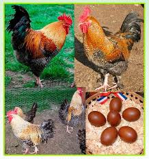 Telur ayam merupakan hasil dari ayam petelur maupun buras yang terjadi karena dibuahi dari pejantan ayam. Rooster Maran Hitam Tembaga Deskripsi Dan Karakteristik Produktivitas Ayam