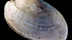 1 laboratory of ancient dna, research center for chinese frontier archaeology of jilin university, changchun, china. Etchings On A 500 000 Year Old Shell Appear To Have Been Made By Human Ancestor Science Aaas