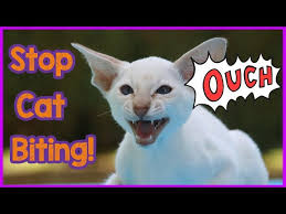 Share this post with friends! How To Stop Your Cat From Biting You How To Understand And Stop Cat Aggression And Biting Youtube