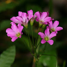 Image result for Oxalis debilis