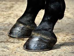 Caring for your horse's hooves | UMN Extension