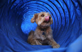 Pet friendly hotels in santa rosa. Inside Sonoma County S Pooch Paradises