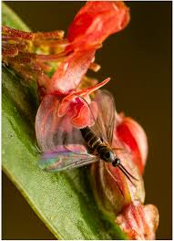 Image result for Cheirostylis lepida