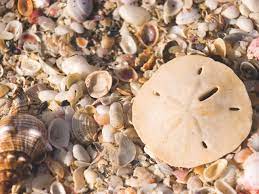Apart from the amazing sanibel island shells, the beach also has many wildlife refuge areas and is home to a variety of animals and birds, and is rich in hiking trails. The World S Best Beaches For Hunting Seashells Travel Channel Blog Roam Travel Channel