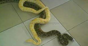 Jangan khawatir, tafsir mimpi akan memberitahukan kepadamu segala tentang simbol dan simak dengan seksama arti mimpi ular kuning emas. 99 Arti Mimpi Melihat Ular Besar Berwarna Kuning Hitam Menurut Primbon Jawa Dan Tafsir Islam Mimpi Ular