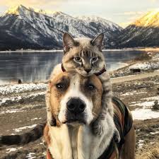 Henry and Baloo: Dog and cat travel companions gain cult following - BBC News